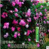 批發(fā)多花爬藤月季爬墻梅嫁接玫瑰苗薔薇花苗長廊爬藤植物紫藤