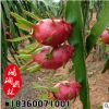 果樹苗盆栽種植紅心火龍果苗火龍果種苗當年結(jié)果南方種植北方種植