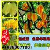 基地批發(fā)楊桃苗 楊桃樹苗 優(yōu)質(zhì)果樹盆栽品種齊全 當年結(jié)果