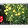 批發(fā)大雪棗苗 直銷棗樹苗 最宜鮮食 果實特大 庭院果樹 歡迎選購