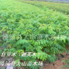 福建漳州任豆樹快速林木苗