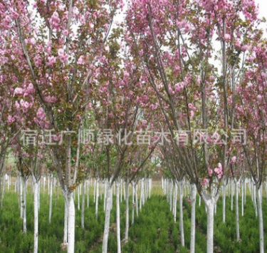 批發(fā)櫻花樹苗園林綠化苗木庭院觀賞花卉量大從優(yōu)重瓣櫻花苗