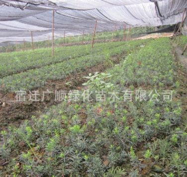 批發(fā)紅豆杉樹苗綠化苗木造型盆景凈化空氣量大從優(yōu)紅豆杉