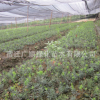 批發(fā)紅豆杉樹苗綠化苗木造型盆景凈化空氣量大從優(yōu)紅豆杉