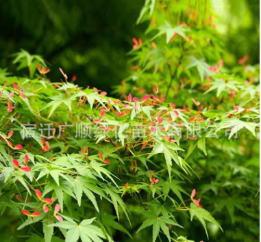 批發(fā)雞爪槭綠化苗木優(yōu)質(zhì)雞爪楓小苗量大從優(yōu)存活率高雞爪槭