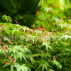 批發(fā)雞爪槭綠化苗木優(yōu)質(zhì)雞爪楓小苗量大從優(yōu)存活率高雞爪槭