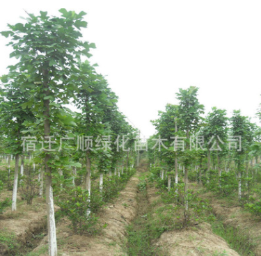 批發(fā)馬褂木苗綠化苗木行道庭院觀賞量多從優(yōu)麻馬褂苗