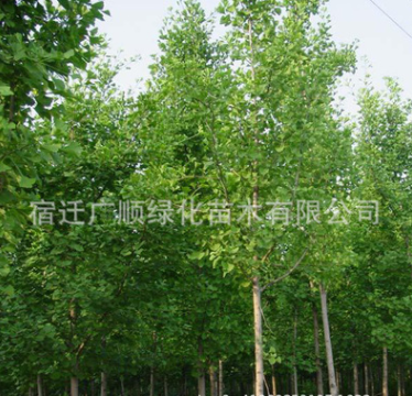 基地批發(fā)銀杏樹苗綠化苗木行道風(fēng)景樹量大從優(yōu)銀杏苗