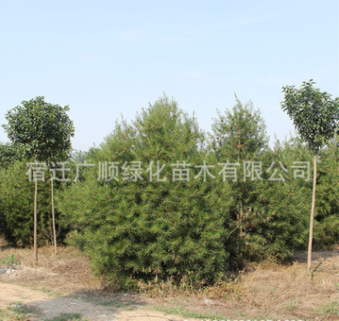 批發(fā)白皮松苗工程綠化苗木行道種植量大從優(yōu)