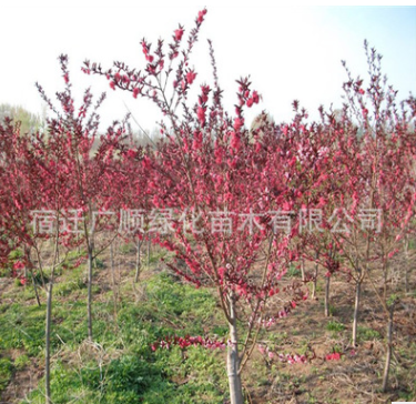 批發(fā)紅葉碧桃苗綠化苗木造型風(fēng)景樹量大從優(yōu)紅葉碧桃