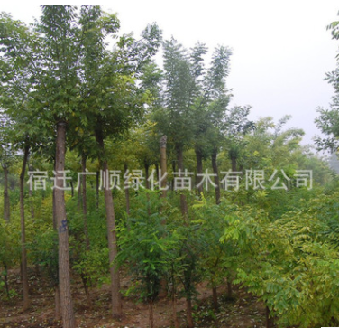 批發(fā)白蠟樹苗綠化苗木行道種植庭蔭樹色塊綠籬量大從優(yōu)白蠟苗