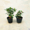 金邊瑞香盆栽包郵耐寒盆景綠植花卉瑞香花苗帶花苞花期長凈化空氣