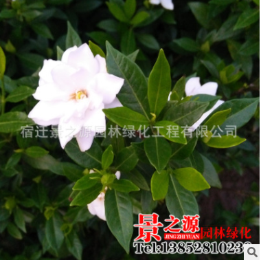 基地批發梔子花盆栽梔子花苗室內芳香植物梔子花帶土