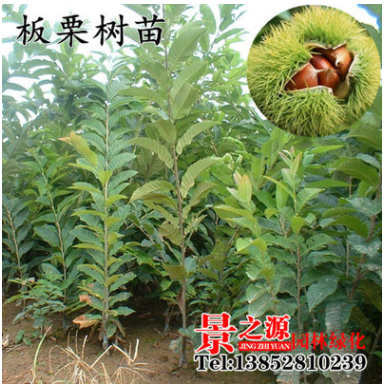 直銷板栗苗 產(chǎn)量高 嫁接板栗樹(shù) 栗子苗 良種嫁接板栗樹(shù)苗
