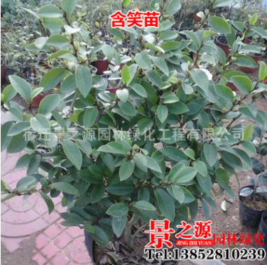 含笑花苗盆栽盆景 濃香型 香蕉花 陽臺(tái)室內(nèi)庭院綠植花卉 帶花苞發(fā)