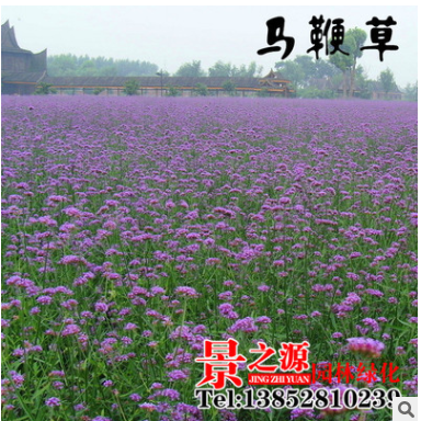 批發(fā)新景觀花卉種子 馬鞭草 柳葉馬鞭草種子質(zhì)量保障發(fā)芽率高