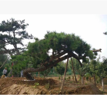 常年出售低價(jià)熱銷景松 造型美觀的景松 價(jià)格合理 規(guī)格齊全