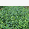 大量供應扶芳藤苗 基地直銷 量大優惠扶芳藤苗