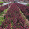 大量供應紅葉小檗苗 基地直銷 量大優惠紅葉小檗苗
