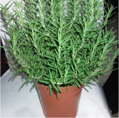 基地直銷 香草植物迷迭香盆栽 香味可提神醒腦 凈化空氣 易養(yǎng)活