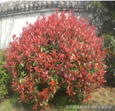紅葉石楠小苗 紅葉石楠球 紅葉石楠樹 羅賓斯 火焰 大小規格齊全