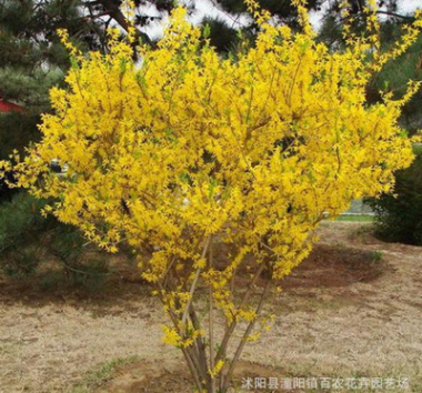 批發綠化庭院行道工程苗木黃金連翹小苗 黃老虎樹苗 多年叢生連翹