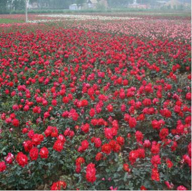 基地批發(fā)月季 盆栽月季苗 藤本月季苗 豐花月季 紅帽月季