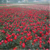 基地批發月季 盆栽月季苗 藤本月季苗 豐花月季 紅帽月季