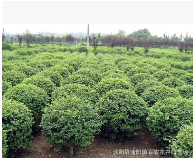 批發供應 小葉女貞 小葉女貞球 小葉女貞苗 水蠟球綠化苗木