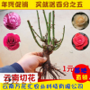 基地直銷 一年兩年生玫瑰種苗 樹狀月季大苗 園藝玫瑰老樁批發