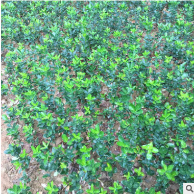 特價(jià)冬青苗 冬青小苗 綠化苗木 冬青小苗批發(fā) 綠化工程苗批發(fā)