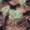 可愛玫瑰 多肉植物批發 基地直供 景天科多肉盆栽 吸甲醛