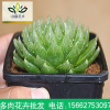 櫻水晶 多肉植物 百合科十二卷 懶人植物 肉肉組合 陽臺 盆栽