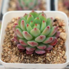 藍精靈 多肉植物 盆栽植物 花卉 苗木 基地直供 多肉批發 室內