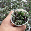 批發紫玄月 紫弦月 多肉植物 插土就活 越曬越紅帶
