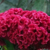 雞冠花種子 庭院景觀綠化專用鳳尾雞冠花