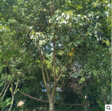 黃葛樹，基地批發各個規格