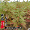 基地直銷林木園林觀葉類專業(yè)種植火炬樹苗