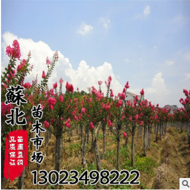 叢生紫薇 紅花紫薇樹苗 紫薇 規格齊全 園林綠化工程苗 觀花