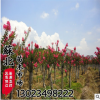 叢生紫薇 紅花紫薇樹苗 紫薇 規格齊全 園林綠化工程苗 觀花