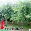 供應(yīng) 批發(fā)園林景觀苗木 五角楓 別稱元寶槭工程苗