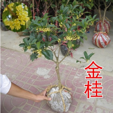 基地批發桂花樹 嫁接金桂樹 小桂花 八月桂桂花樹