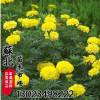菊花類種子批發(fā)萬壽菊種子優(yōu)質(zhì)花草種子品種全地被花海