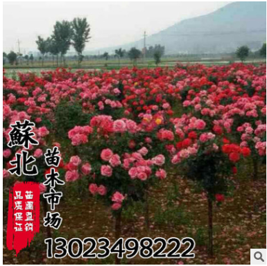 批發月季花 苗圃直銷 精品月季 大花月季花苗 盆栽 綠化工程苗