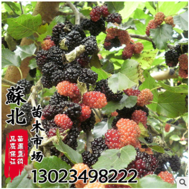 果樹苗 桑葚苗 果桑苗 無籽大十紅果盆栽地栽果樹苗