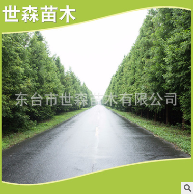 水杉 產(chǎn)地直銷(xiāo)各種規(guī)格水杉 水杉樹(shù)