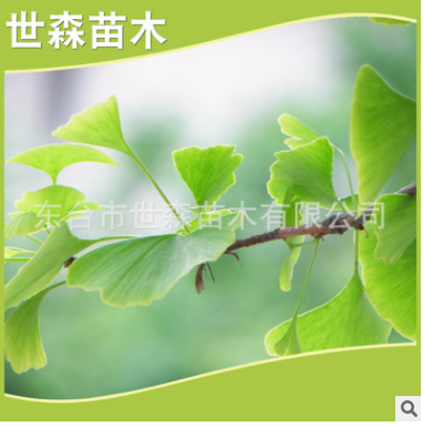 產(chǎn)地直銷(xiāo)各種規(guī)格銀杏樹(shù)寵物及園藝園林植物喬木新品直銷(xiāo)批發(fā)