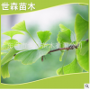 產地直銷各種規格銀杏樹寵物及園藝園林植物喬木新品直銷批發