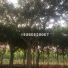 福建低價批發精品紅皮榕胸徑5-30分，量大從優