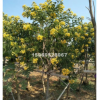 福建低價批發精品黃花槐胸徑5-12分地苗袋苗，量大從優